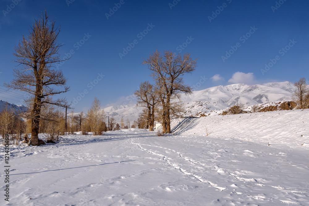 mountain road snow winter trees