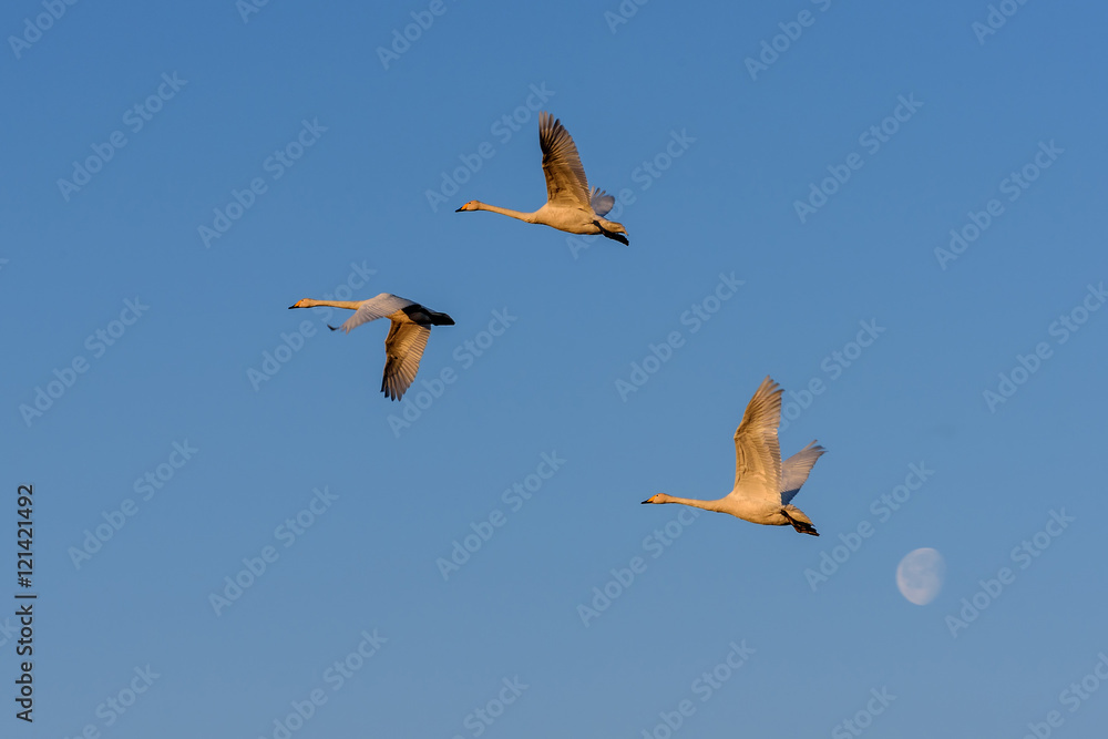 swans fly moon sky birds