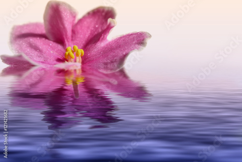 pink flower violet water reflection