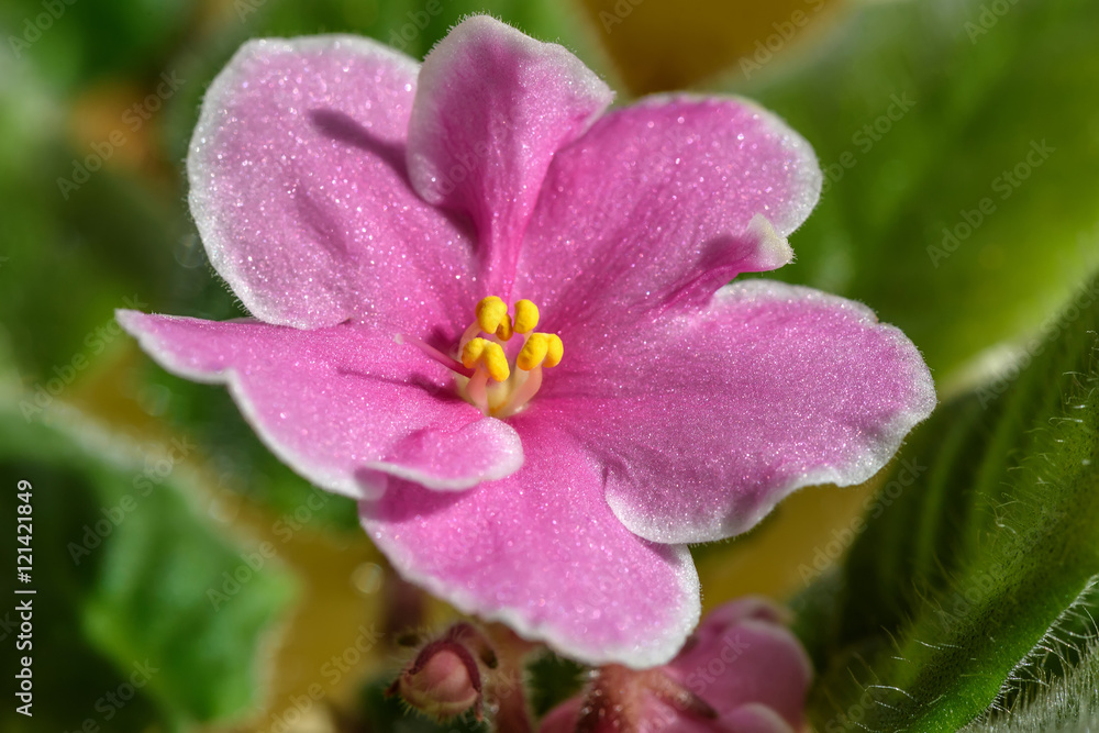 pink flowers violets border pink flowers violets border