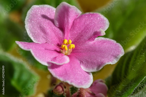 pink flowers violets border