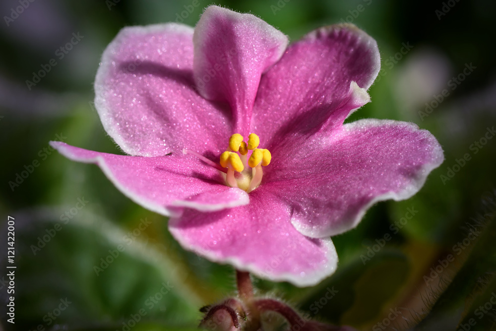 pink flowers violets border