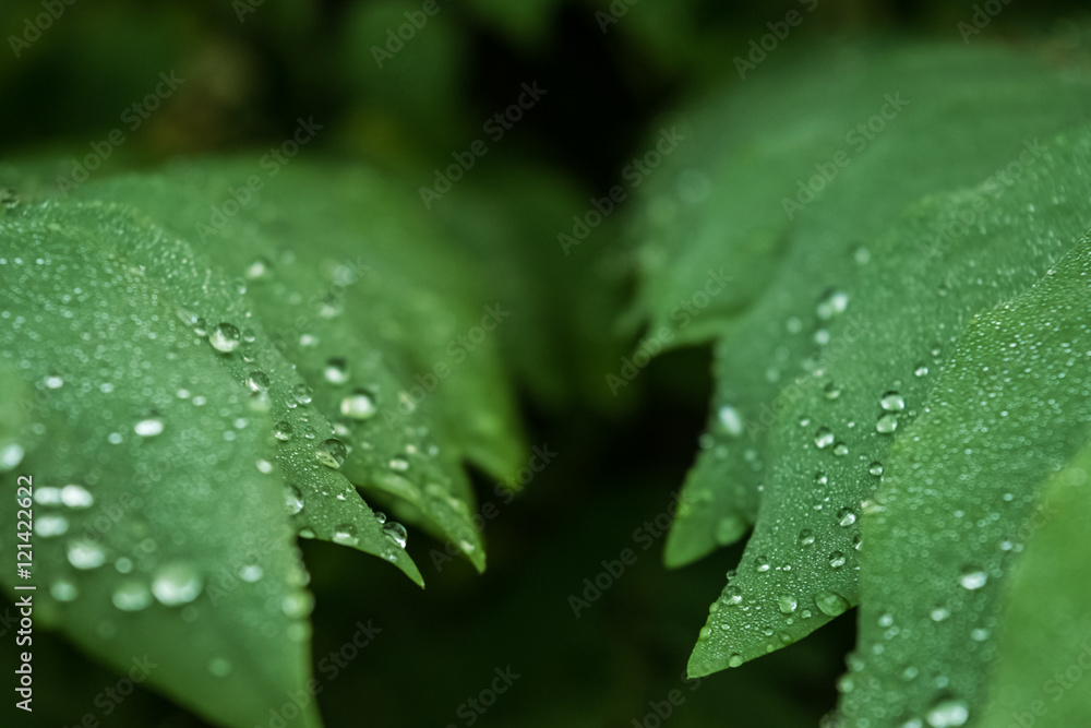 droup of water back and green backgrund droup of water back and green backgrund