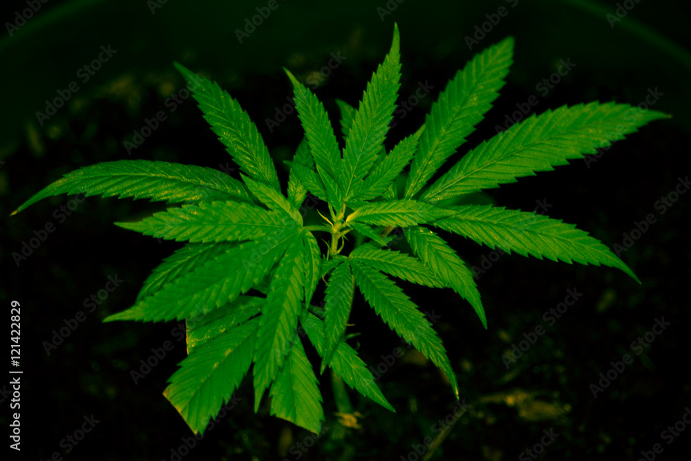 CALIFORNIA MEDICAL MARIJUANA CALIFORNIA MEDICAL MARIJUANA