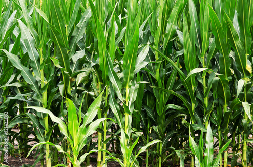 Stalks of Corn in a field