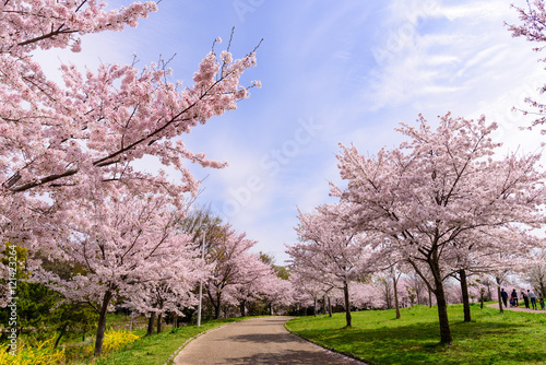 山田池公園　桜並木
