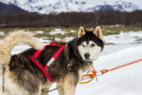 Fotografie Rask siberiano