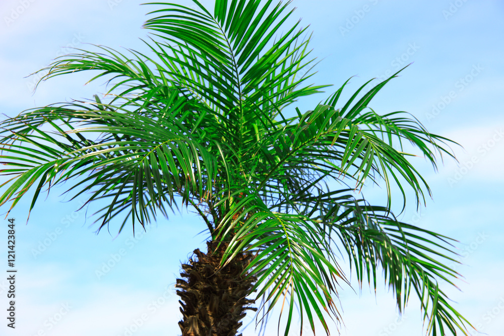 Fototapeta premium フェニックス