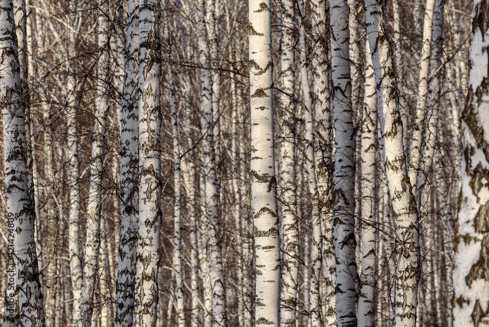 trunks birch forest trees
