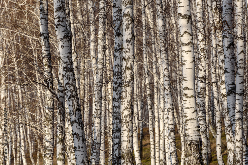 trunks birch forest trees