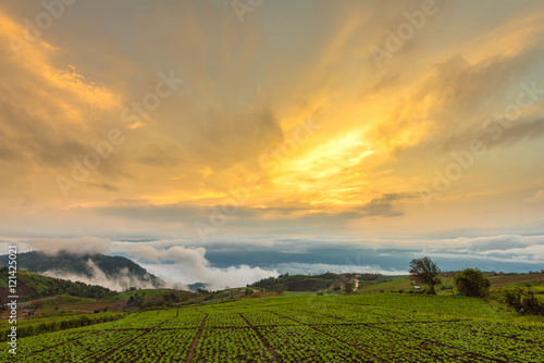 Beautiful sunrise over the mountain with the cloud of fogs moving at Phu tub berk, Petchaboon, Thailand