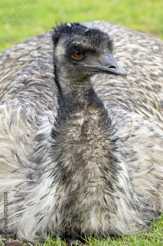 Fotografija Australia's flightless bird the Emu