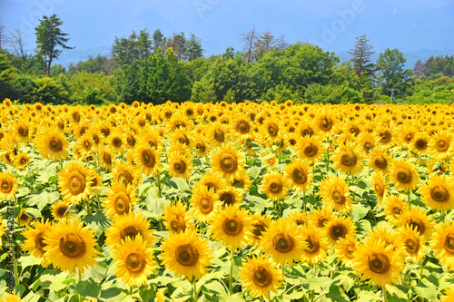 ひまわりの群生  Heavy growth of sunflower photo