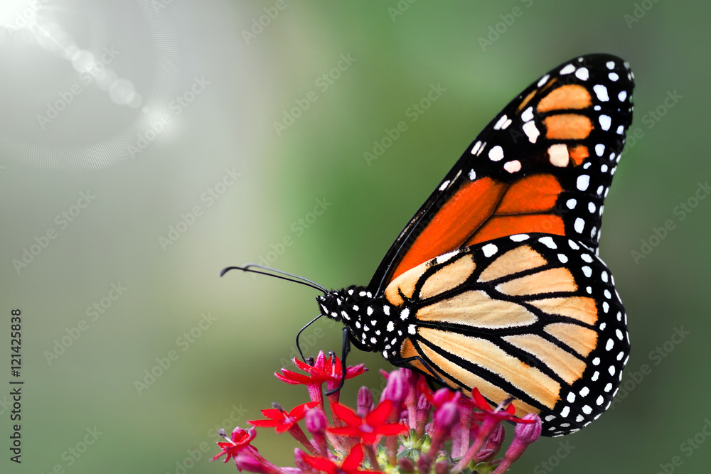 Fototapeta premium Butterfly