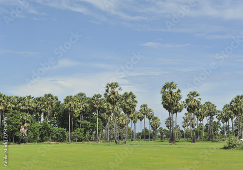 Foto sugar palm in green field