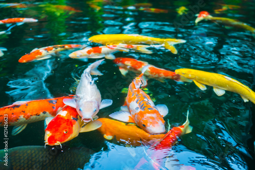 Photography Colorful Koi fish swimming in water .