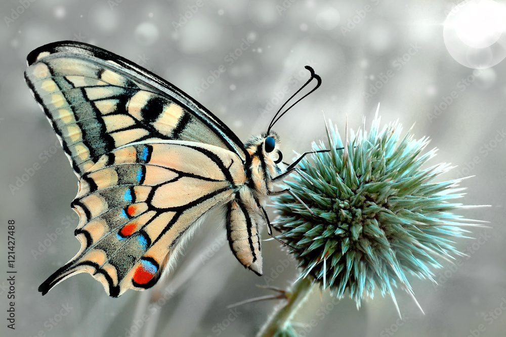 Fototapeta Piękny motyl na kwiatku