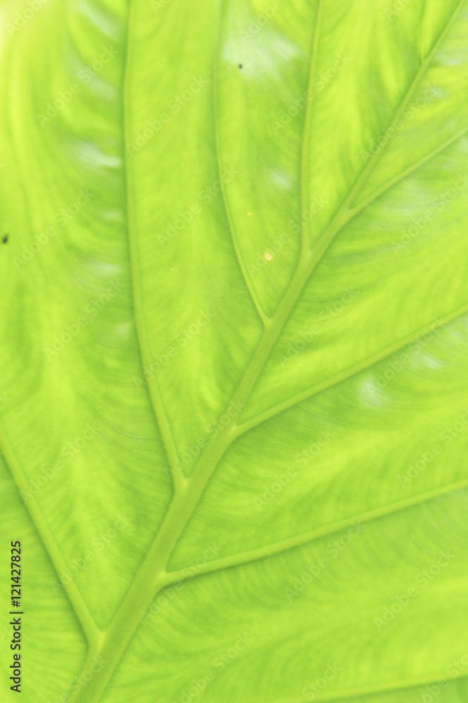 Green leaf texture Green leaf texture