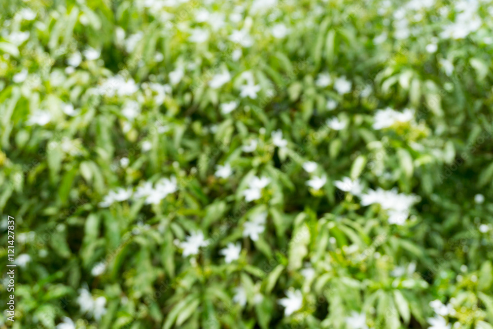 blurry Group of Beautiful White Snowflake Flower or Wrightia ant blurry Group of Beautiful White Snowflake Flower or Wrightia ant