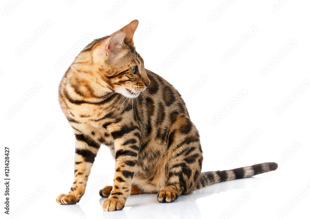 Bengal cat on white background sits sideways looks aside Bengal cat on white background sits sideways looks aside