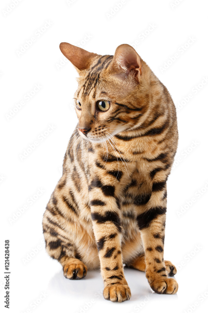 Fototapeta premium purebred bengal cat on white background.
