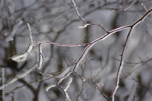 六甲山の樹氷 hard rime in Rokko © K. HATOH