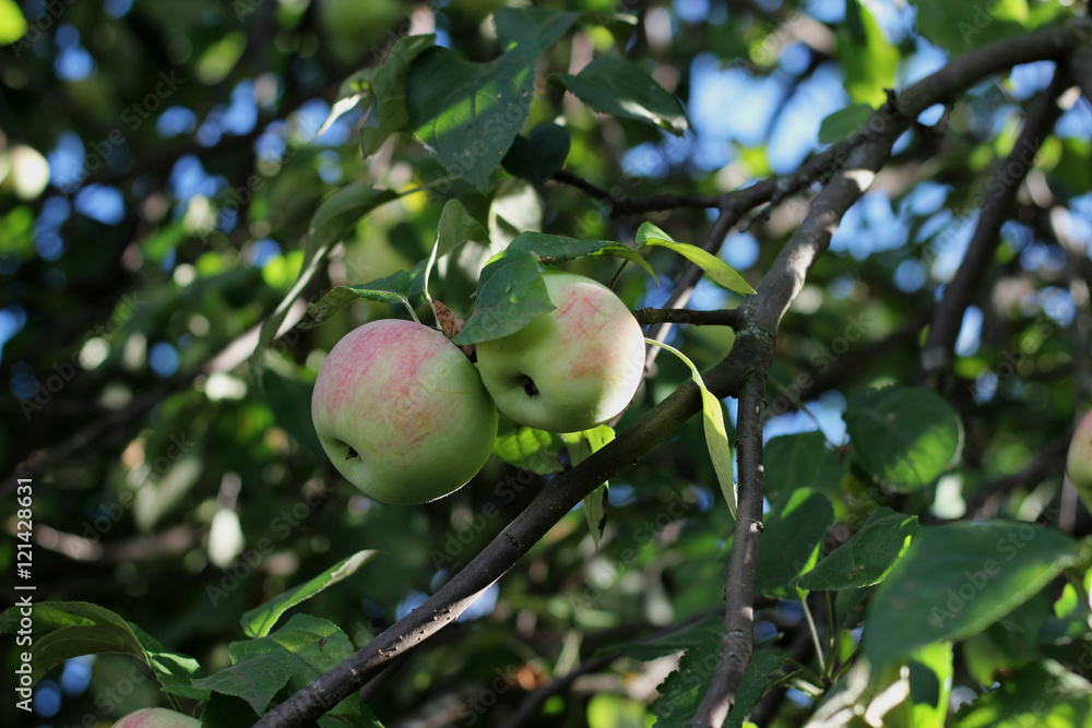 яблочный урожай