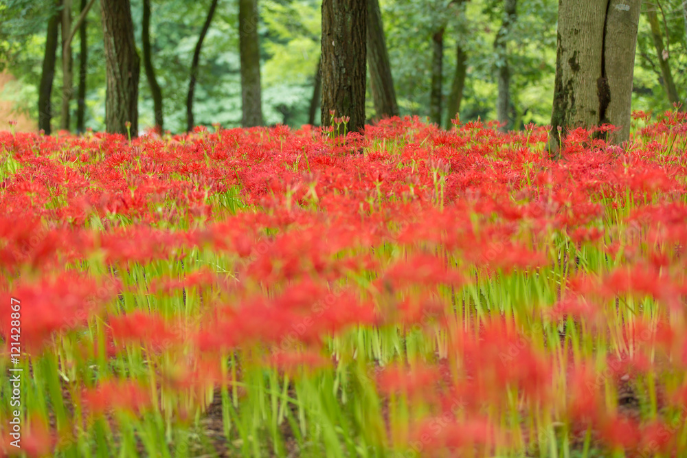 曼珠沙華 曼珠沙華