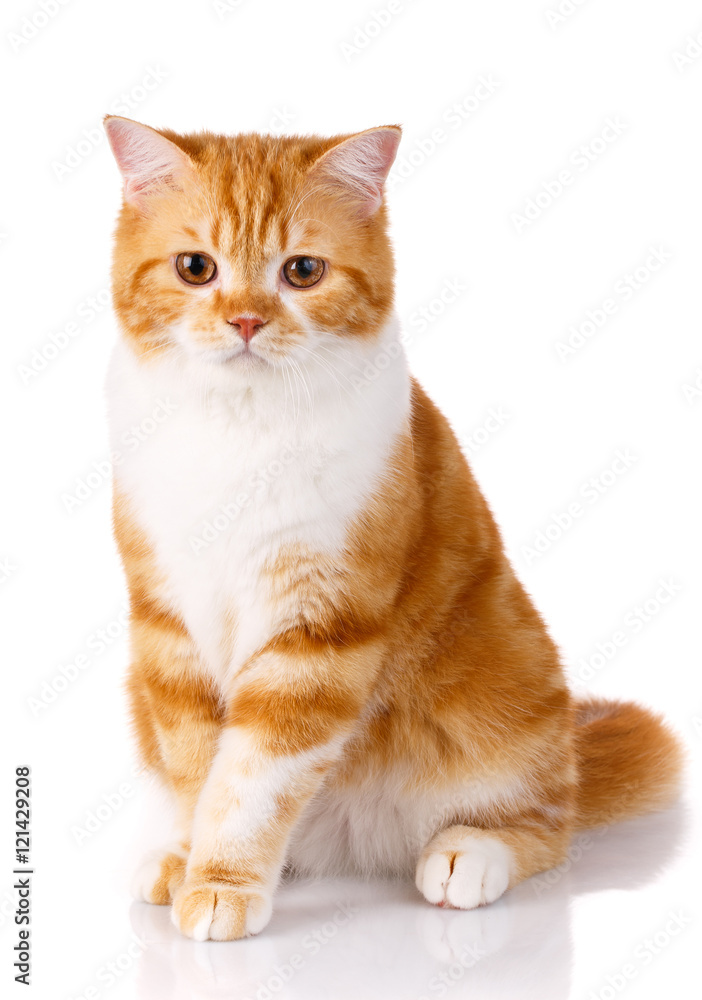 red cat sits on a white background