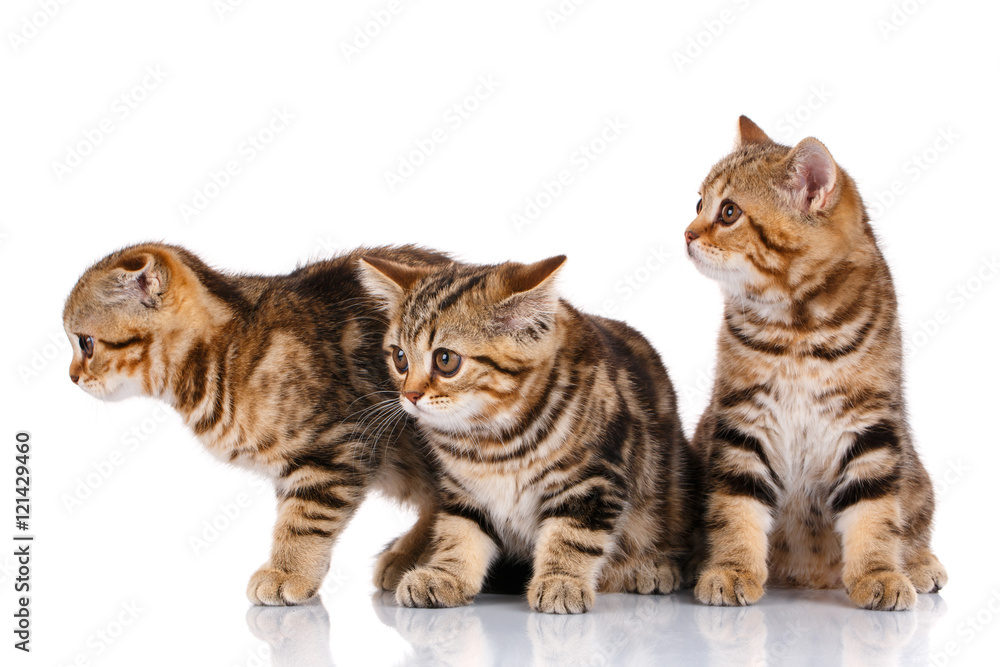 Three kittens sitting on a white background