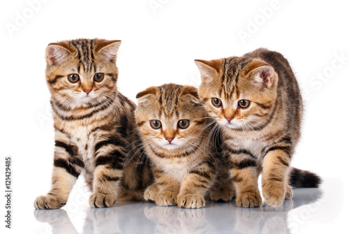 Three kittens sitting on a white background