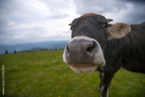 Cow on a summer pasture. © Lyudmyla V