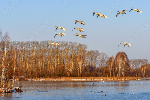 swans lake fly birds photo