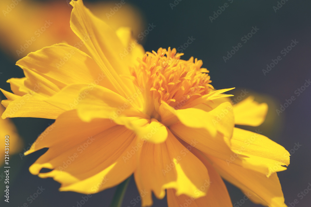 Close up yellow Cosmos flowers beautiful and specs of pollen. Close up yellow Cosmos flowers beautiful and specs of pollen.