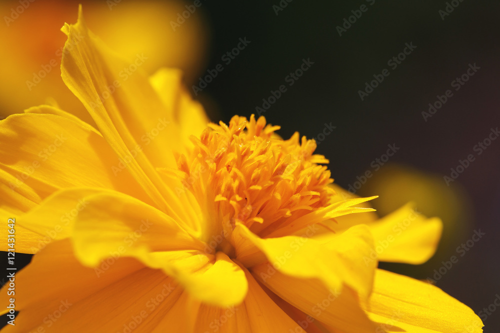 Close up yellow Cosmos flowers beautiful and specs of pollen. Close up yellow Cosmos flowers beautiful and specs of pollen.