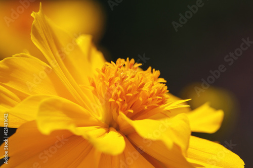  Close up yellow Cosmos flowers beautiful and specs of pollen.