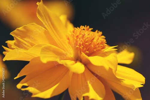  Close up yellow Cosmos flowers beautiful and specs of pollen.