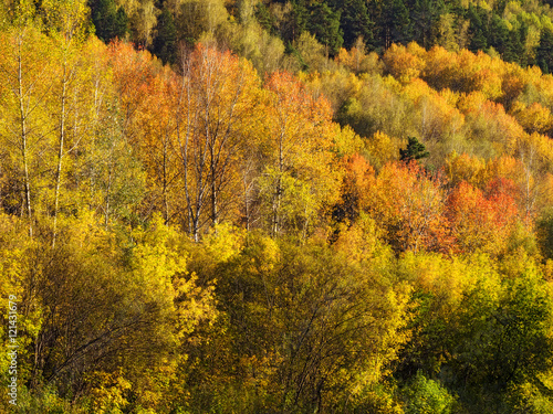 Colorful trees in the valley of the river in the mountains