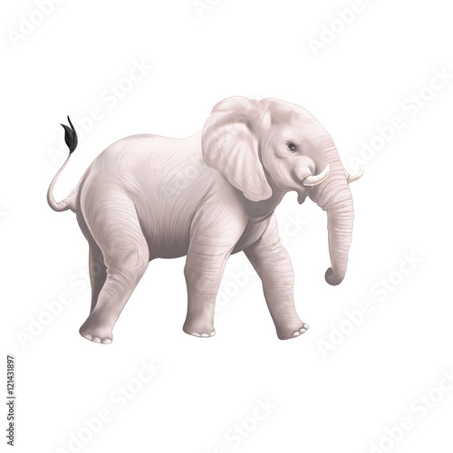 Elephant