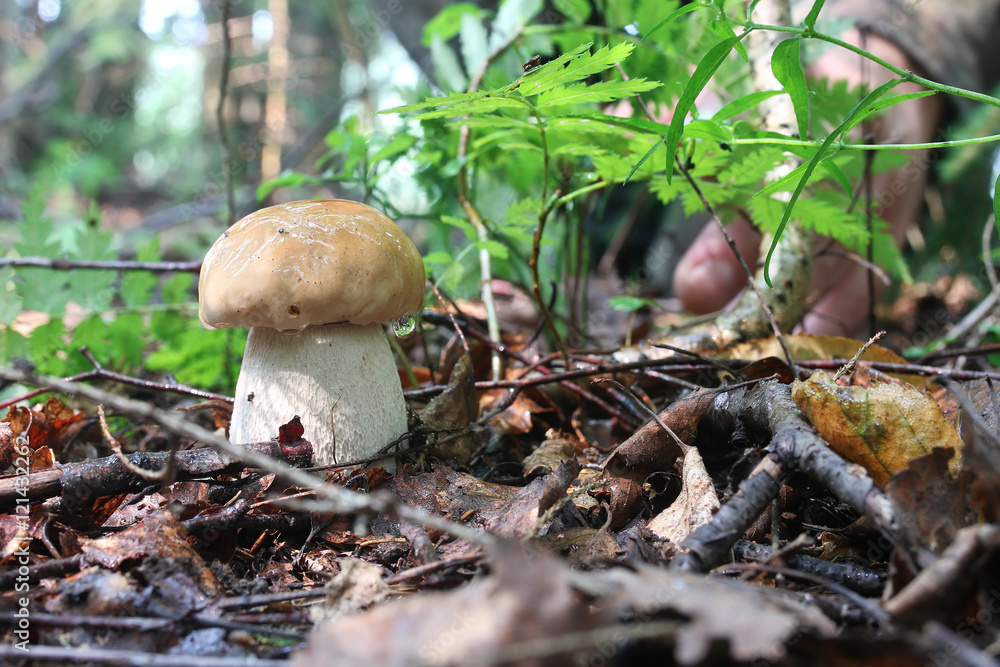 boletus mushroom drop of water boletus mushroom drop of water
