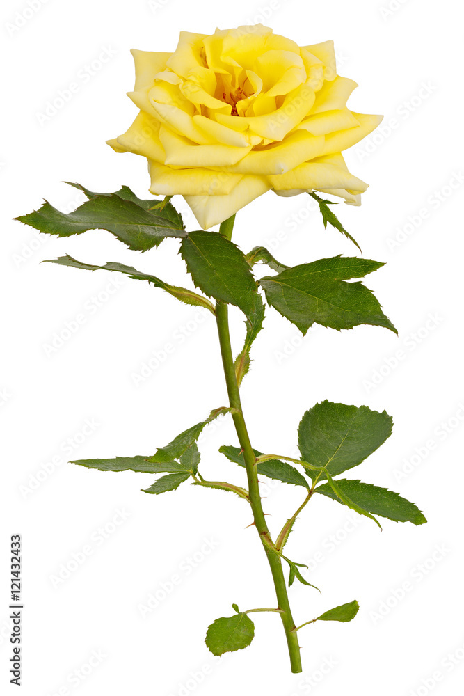 Branch with bud blossoming rose flower isolated on white backgro Branch with bud blossoming rose flower isolated on white backgro
