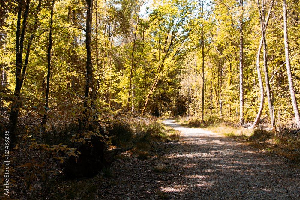 Fototapeta premium Wiejski spacer ścieżką wijącą się wśród drzew
