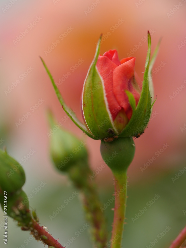 red rose buds