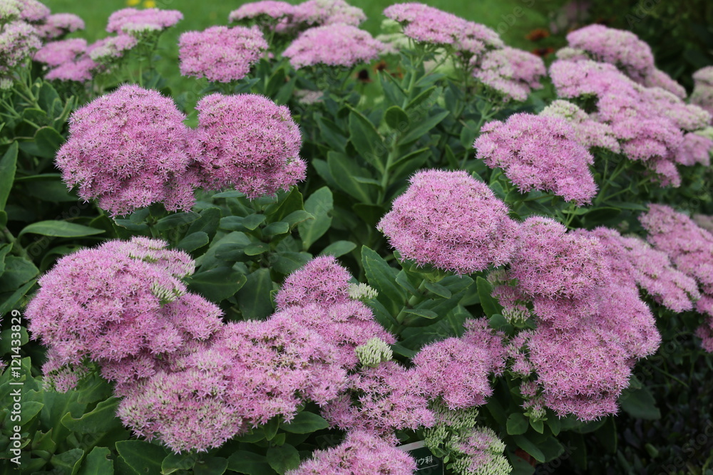 秋の花 秋の花