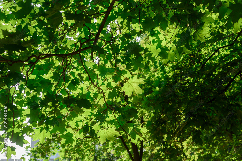 Green Tree Leaves and Morning Summer Sun Green Tree Leaves and Morning Summer Sun