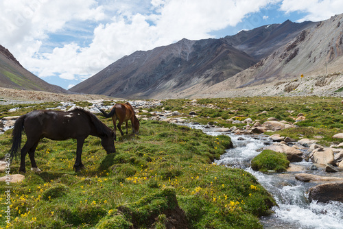 Horses in grassland with stream -roadside view in Leh