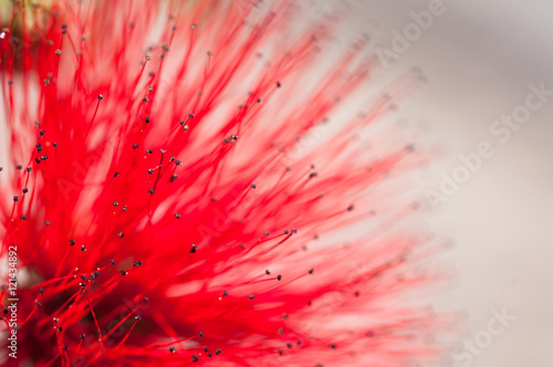 fiore di metrosideros