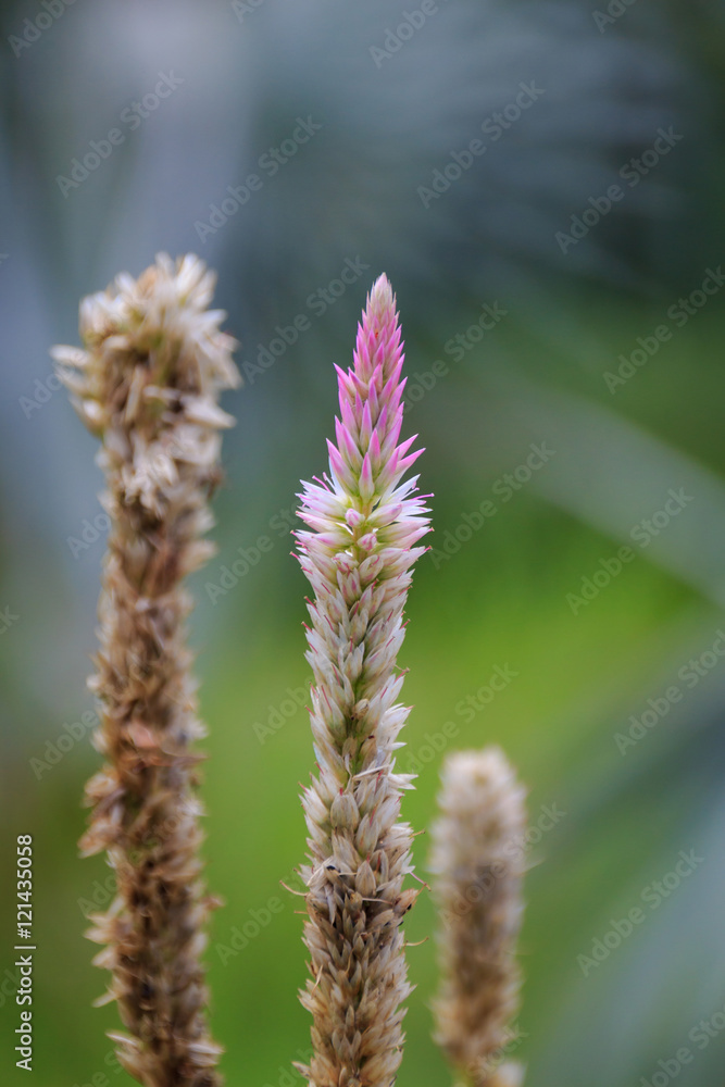 pink flowers pink flowers