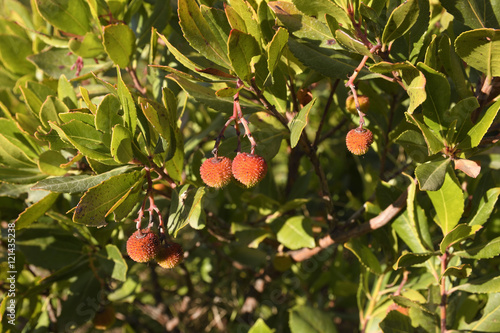 Close-up of litchi fruit from Brac Island Croatia photo