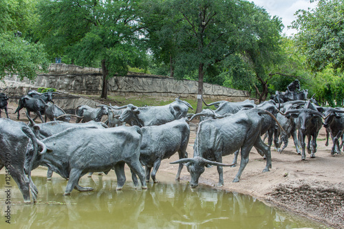 Cattle crossing a pond in Pioneer Plaza, Dallas, Texas.